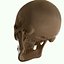 Full Head Muscle Anatomy
