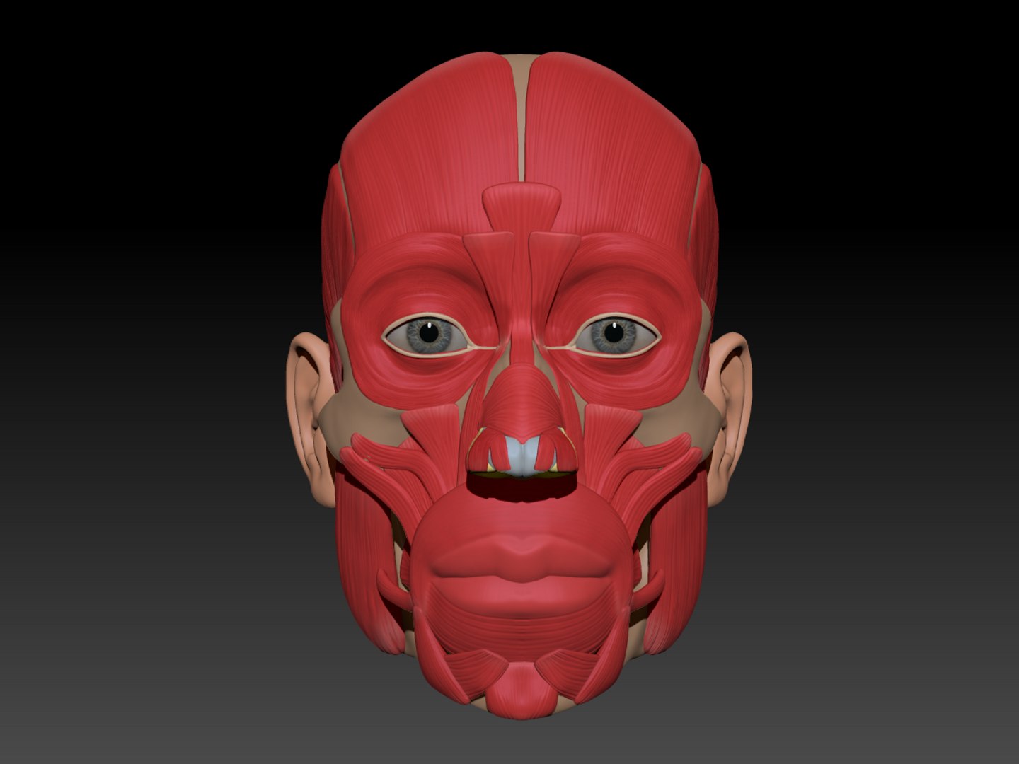 modeled muscles face anatomy 3D https://p.turbosquid.com/ts-thumb/Uo/Ui6HTQ/CyPx3qIi/zbrushdocument1/png/1560428776/1920x1080/fit_q87/b10b544d1a23e4add433a4f3866bb37910a28ef7/zbrushdocument1.jpg