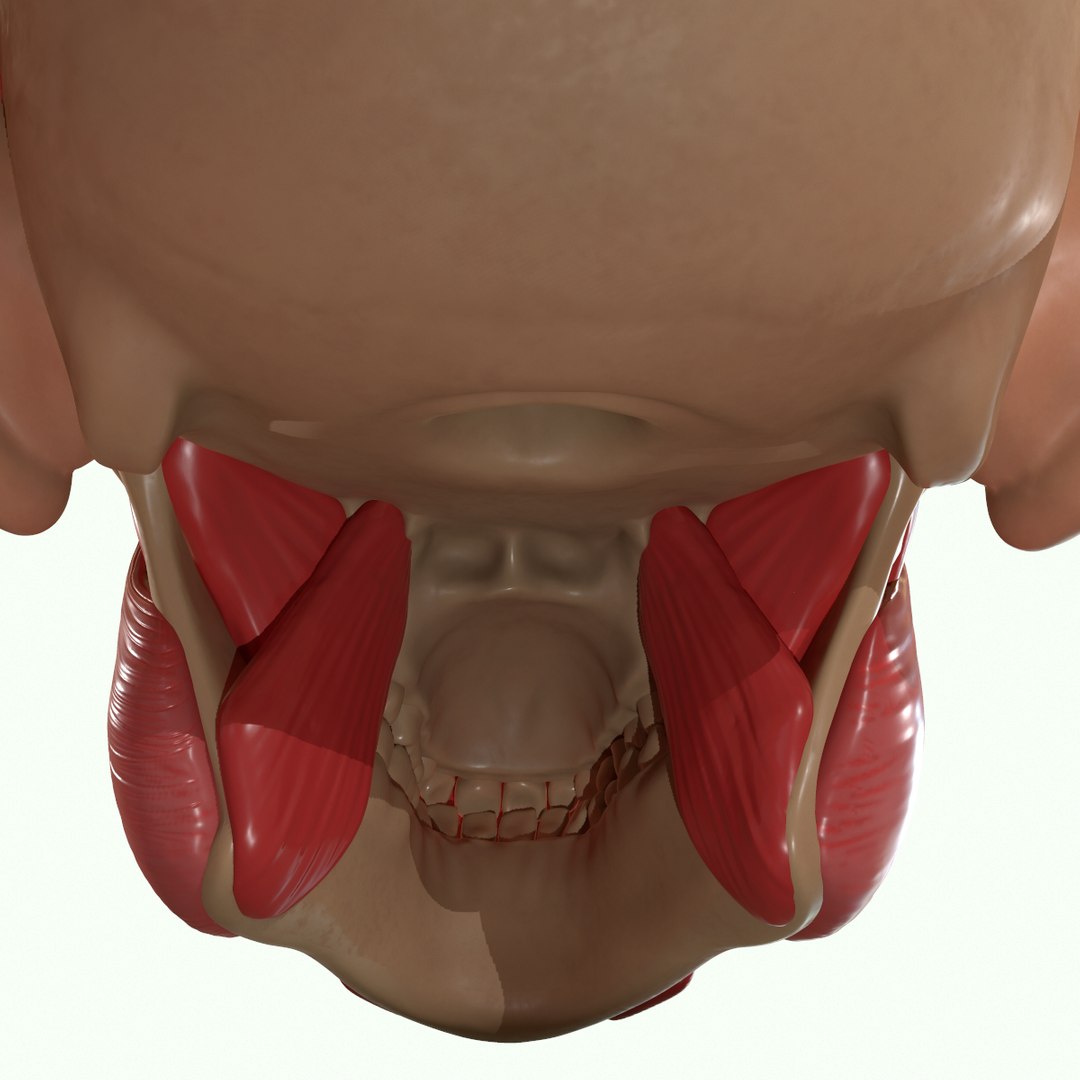 modeled muscles face anatomy 3D https://p.turbosquid.com/ts-thumb/Uo/Ui6HTQ/DYoBM5Vm/21/png/1560428775/1920x1080/fit_q87/fef6d47b95311862b7f2b98113252215f653a036/21.jpg