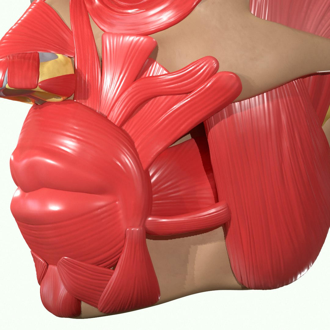 modeled muscles face anatomy 3D https://p.turbosquid.com/ts-thumb/Uo/Ui6HTQ/F8P94nYS/9/png/1560428775/1920x1080/fit_q87/29665191970e817e42e2bb03401f21cae159d051/9.jpg