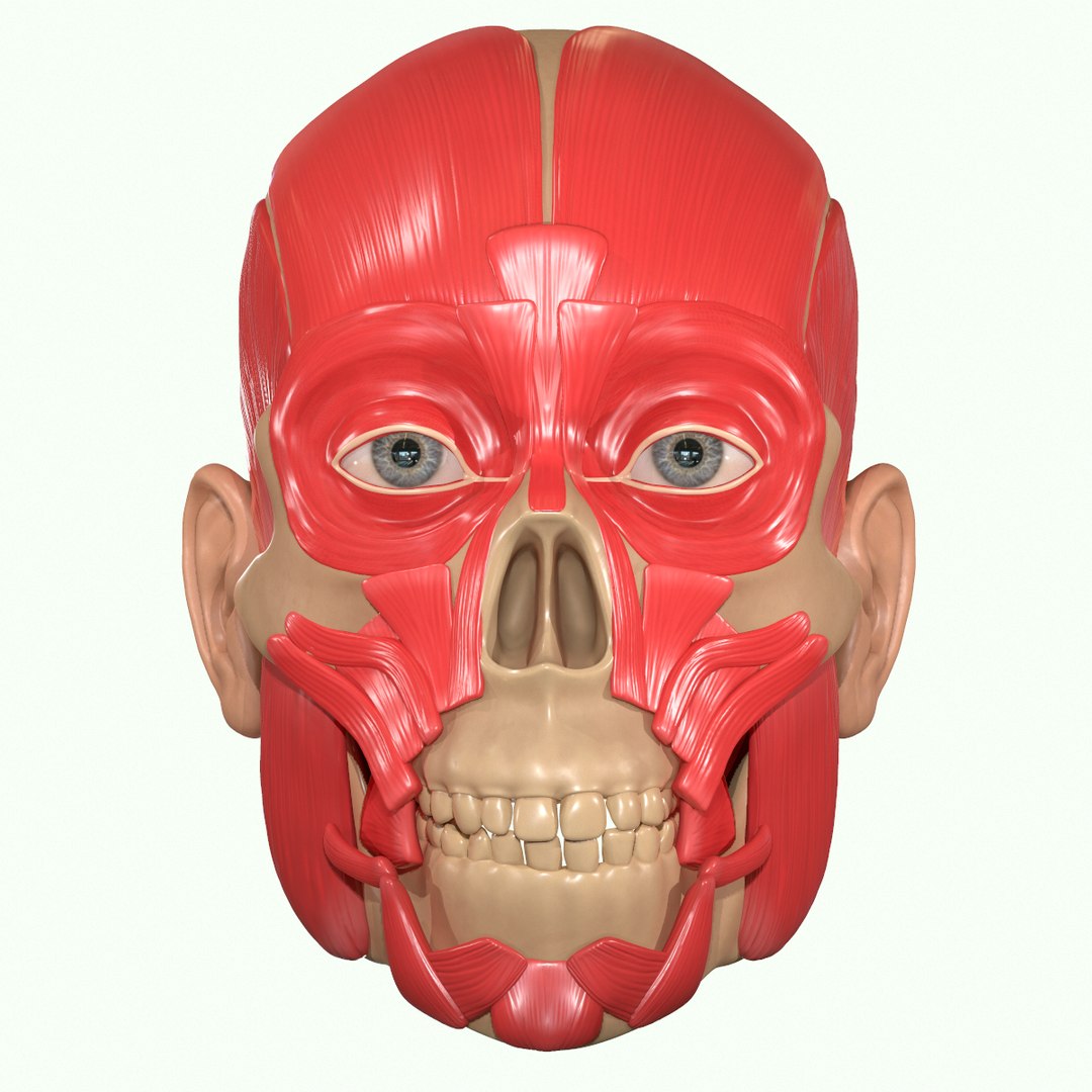 modeled muscles face anatomy 3D https://p.turbosquid.com/ts-thumb/Uo/Ui6HTQ/H9HyQxtU/5_1/png/1560428774/1920x1080/fit_q87/ee722704c936c31250dfaef04d586f6e5d82c550/5_1.jpg