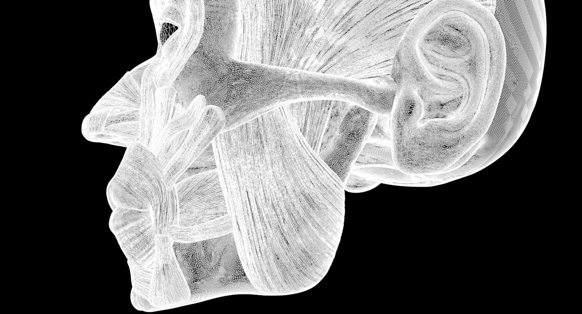 modeled muscles face anatomy 3D https://p.turbosquid.com/ts-thumb/Uo/Ui6HTQ/HKXskRYS/w6/png/1560428776/1920x1080/fit_q87/121f488481b0f30d2197a53e65fa8971cc9baf49/w6.jpg