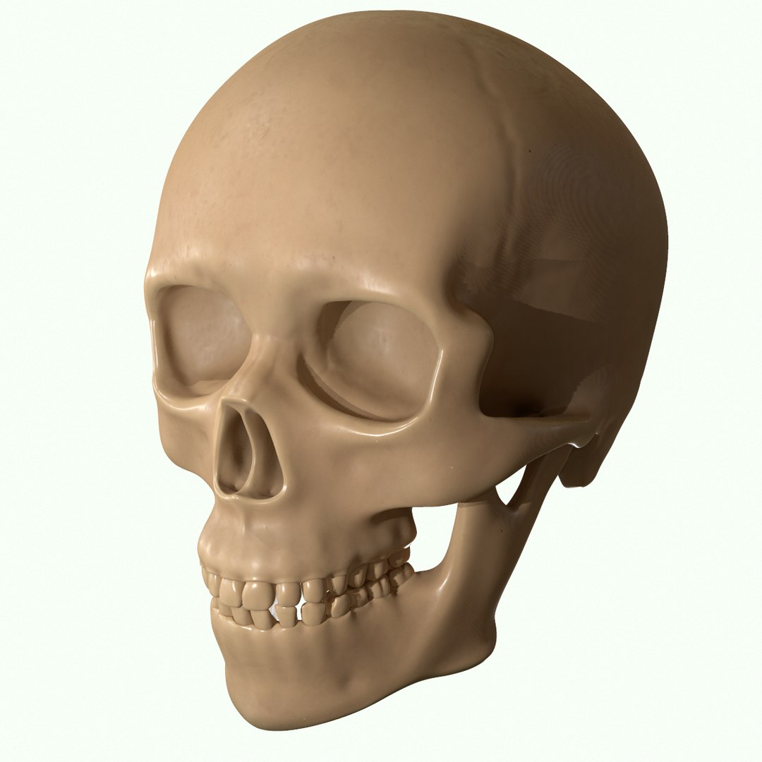 modeled muscles face anatomy 3D https://p.turbosquid.com/ts-thumb/Uo/Ui6HTQ/IvenONDm/23/png/1560428775/1920x1080/fit_q87/479dd36bda93e793b86737c1fb919c4464dc7914/23.jpg