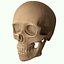Full Head Muscle Anatomy