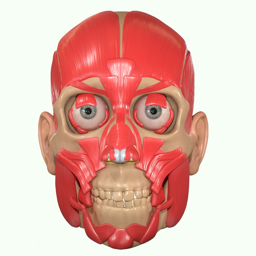 modeled muscles face anatomy 3D https://p.turbosquid.com/ts-thumb/Uo/Ui6HTQ/L7HhA9pw/5_0/png/1560428774/1920x1080/fit_q87/537d172763b77ddb3ac11b983182cb86bbed4ed2/5_0.jpg