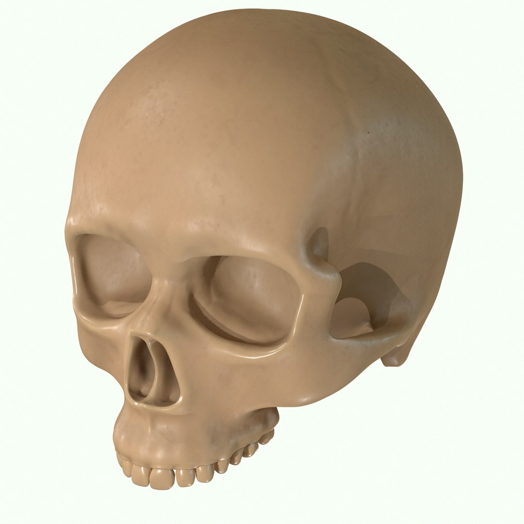 modeled muscles face anatomy 3D https://p.turbosquid.com/ts-thumb/Uo/Ui6HTQ/NarsBA69/41/png/1560428775/1920x1080/fit_q87/10ac9893efb6ce06db0d9c30f45f7ee6a014c837/41.jpg