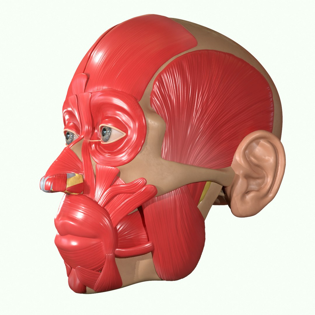 modeled muscles face anatomy 3D https://p.turbosquid.com/ts-thumb/Uo/Ui6HTQ/P3QftNjX/8/png/1560428775/1920x1080/fit_q87/c7cbf609cd5641bdc8b31fbe6d8dc59d3b4159db/8.jpg