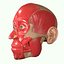 Full Head Muscle Anatomy