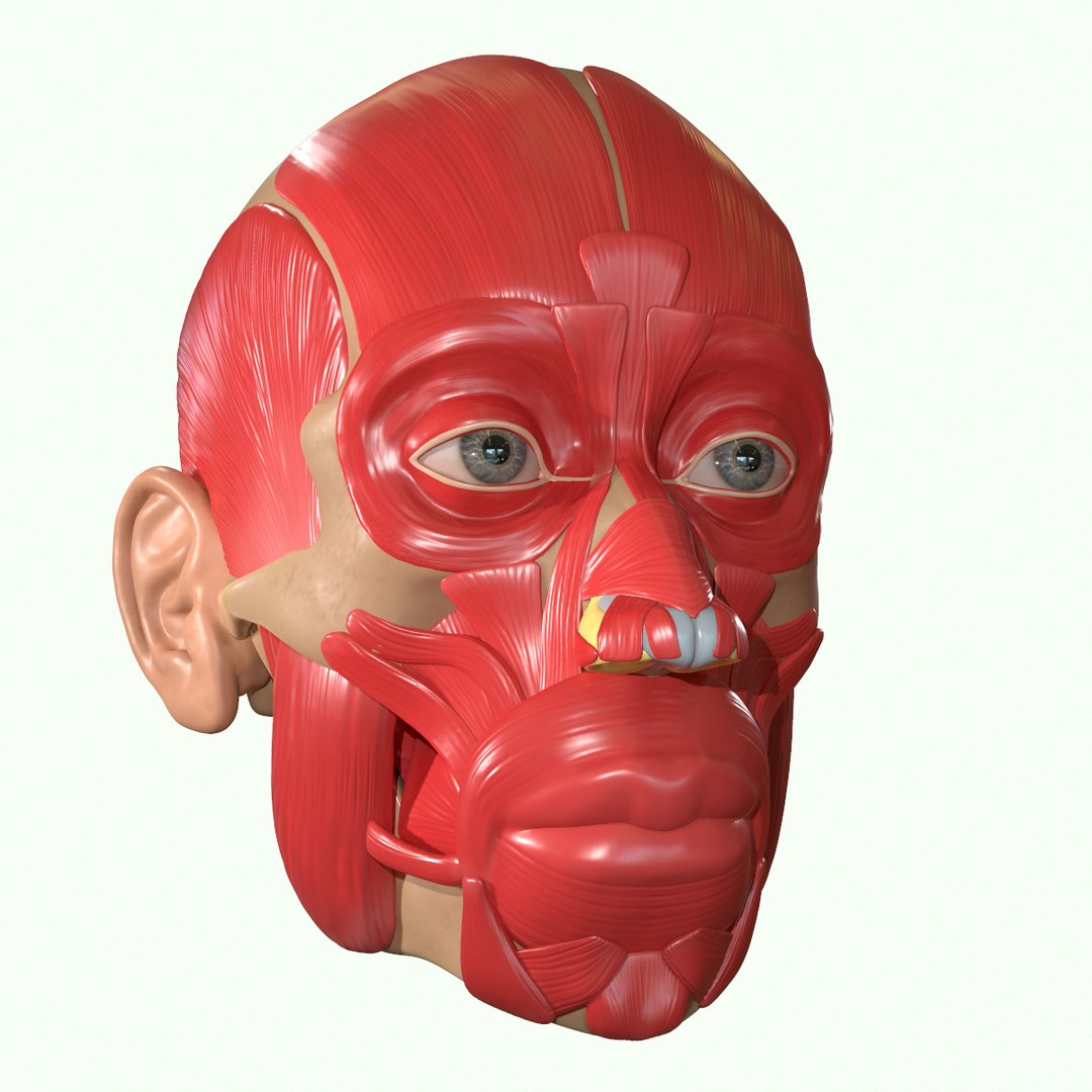 modeled muscles face anatomy 3D https://p.turbosquid.com/ts-thumb/Uo/Ui6HTQ/Ryn5ERbF/11/png/1560428775/1920x1080/fit_q87/0d6046263e826eef4e987114fca3637dd28f9165/11.jpg