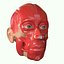 Full Head Muscle Anatomy