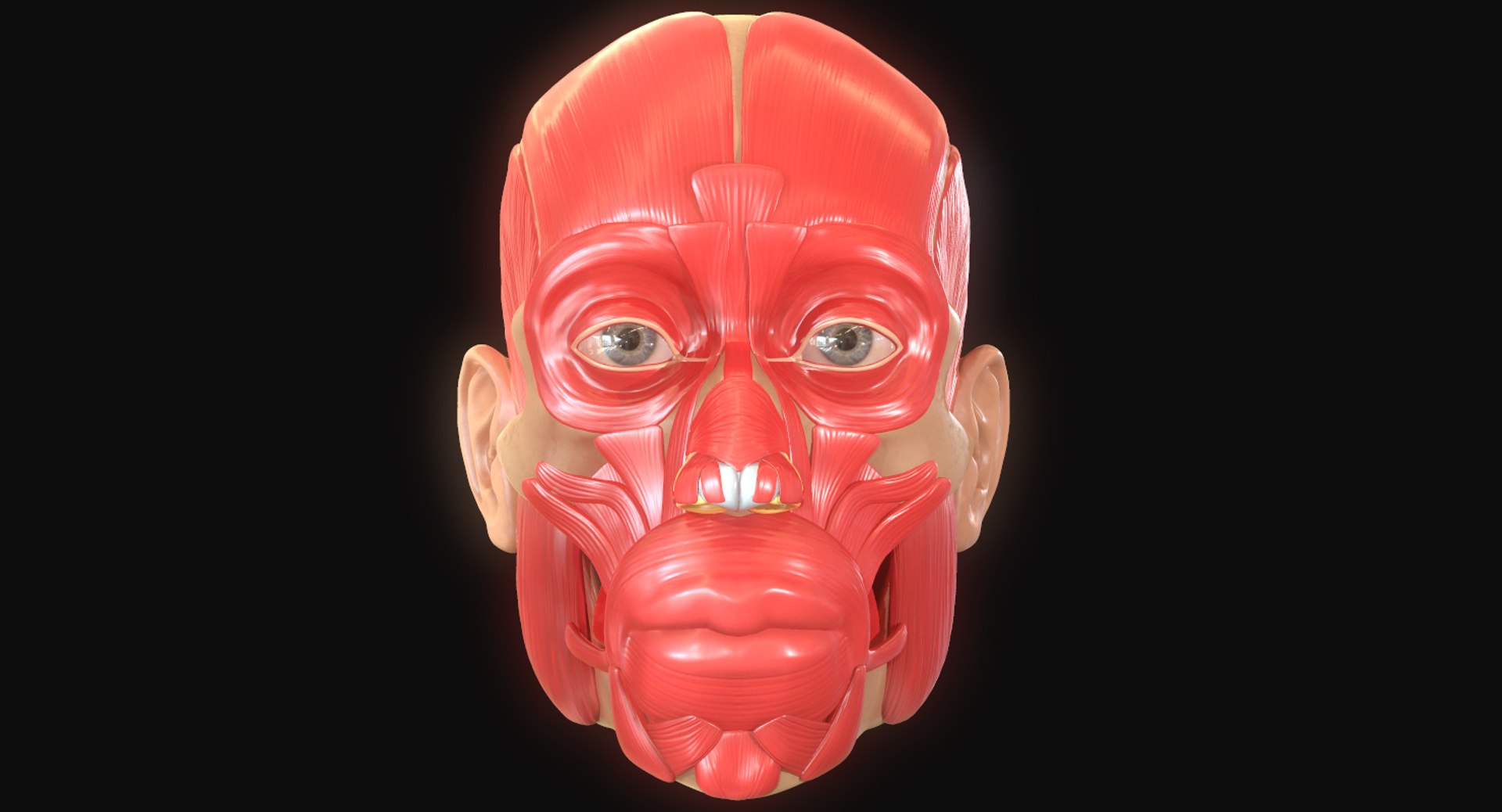 modeled muscles face anatomy 3D https://p.turbosquid.com/ts-thumb/Uo/Ui6HTQ/Tj4KDUjN/12/png/1560440403/1920x1080/fit_q87/d07521fb20ac660c060c8e11ec91aae2fe962659/12.jpg