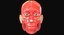 Full Head Muscle Anatomy