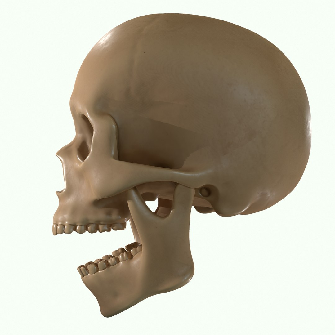 modeled muscles face anatomy 3D https://p.turbosquid.com/ts-thumb/Uo/Ui6HTQ/VOD66IfK/31/png/1560428775/1920x1080/fit_q87/47dc960c1f18c438e4b00312384a77dd554429b1/31.jpg