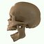 Full Head Muscle Anatomy