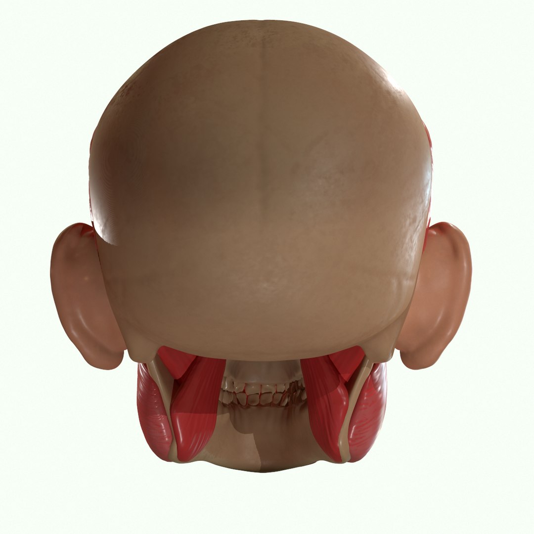 modeled muscles face anatomy 3D https://p.turbosquid.com/ts-thumb/Uo/Ui6HTQ/WQtwizih/20/png/1560428775/1920x1080/fit_q87/0f8fcf91000cca3cd38299ee6d13a0aa85a83adc/20.jpg