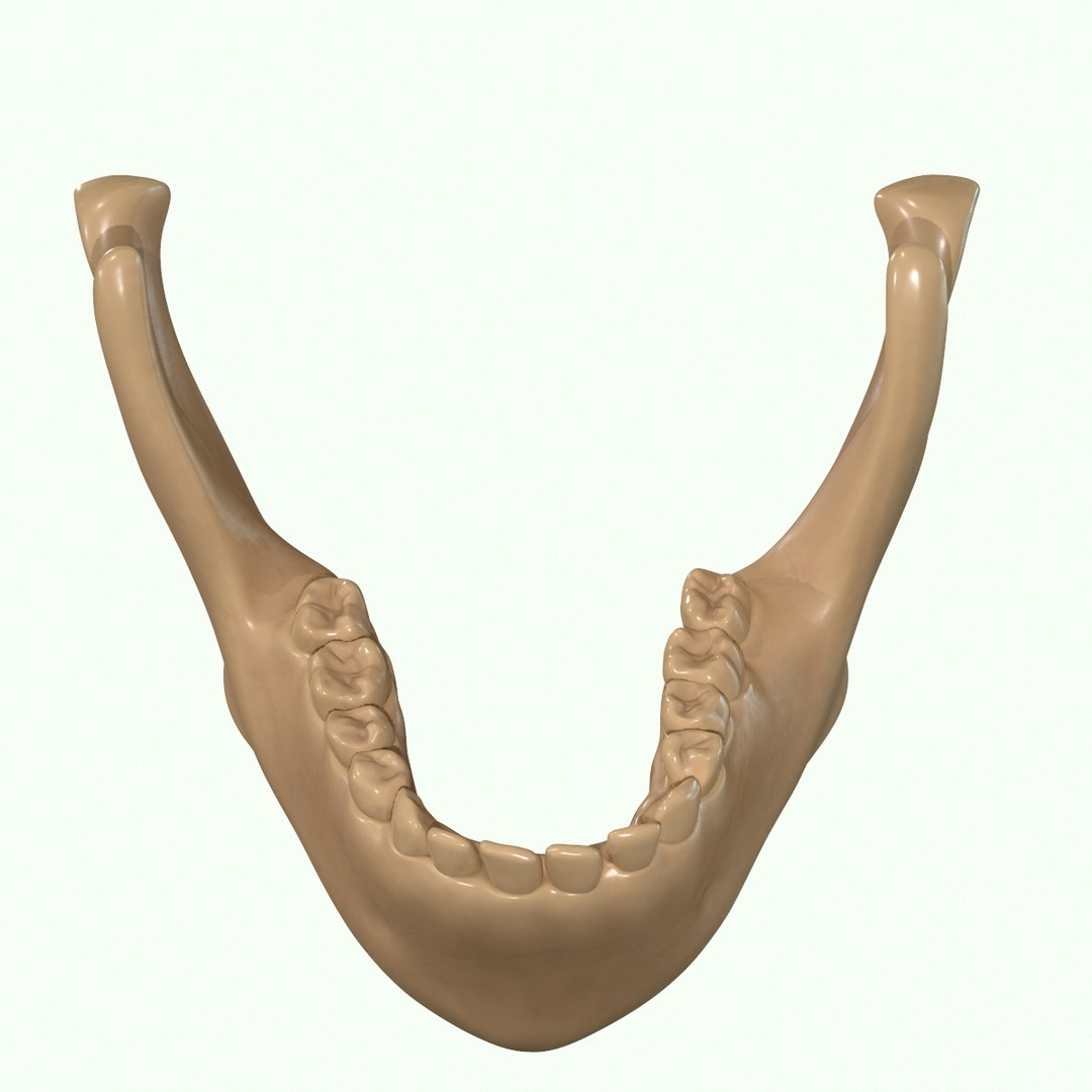 modeled muscles face anatomy 3D https://p.turbosquid.com/ts-thumb/Uo/Ui6HTQ/XJwTGezd/48/png/1560428775/1920x1080/fit_q87/ab607d3648d944dcb178f9f8d3eb34c8b2633001/48.jpg
