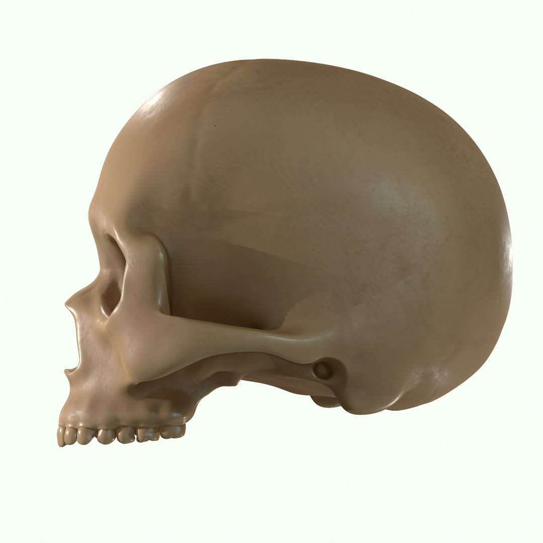 modeled muscles face anatomy 3D https://p.turbosquid.com/ts-thumb/Uo/Ui6HTQ/XpZ4QVEV/39/png/1560428775/1920x1080/fit_q87/91a4dad9cdd061926601abddff41183cad0a9fae/39.jpg