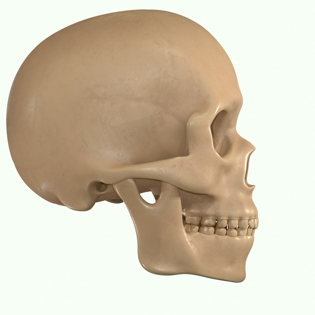 modeled muscles face anatomy 3D https://p.turbosquid.com/ts-thumb/Uo/Ui6HTQ/YWOsiRJU/27/png/1560428775/1920x1080/fit_q87/b4014f3d1a79c110d1d42ca1d4f6bb15b895330b/27.jpg