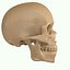 Full Head Muscle Anatomy