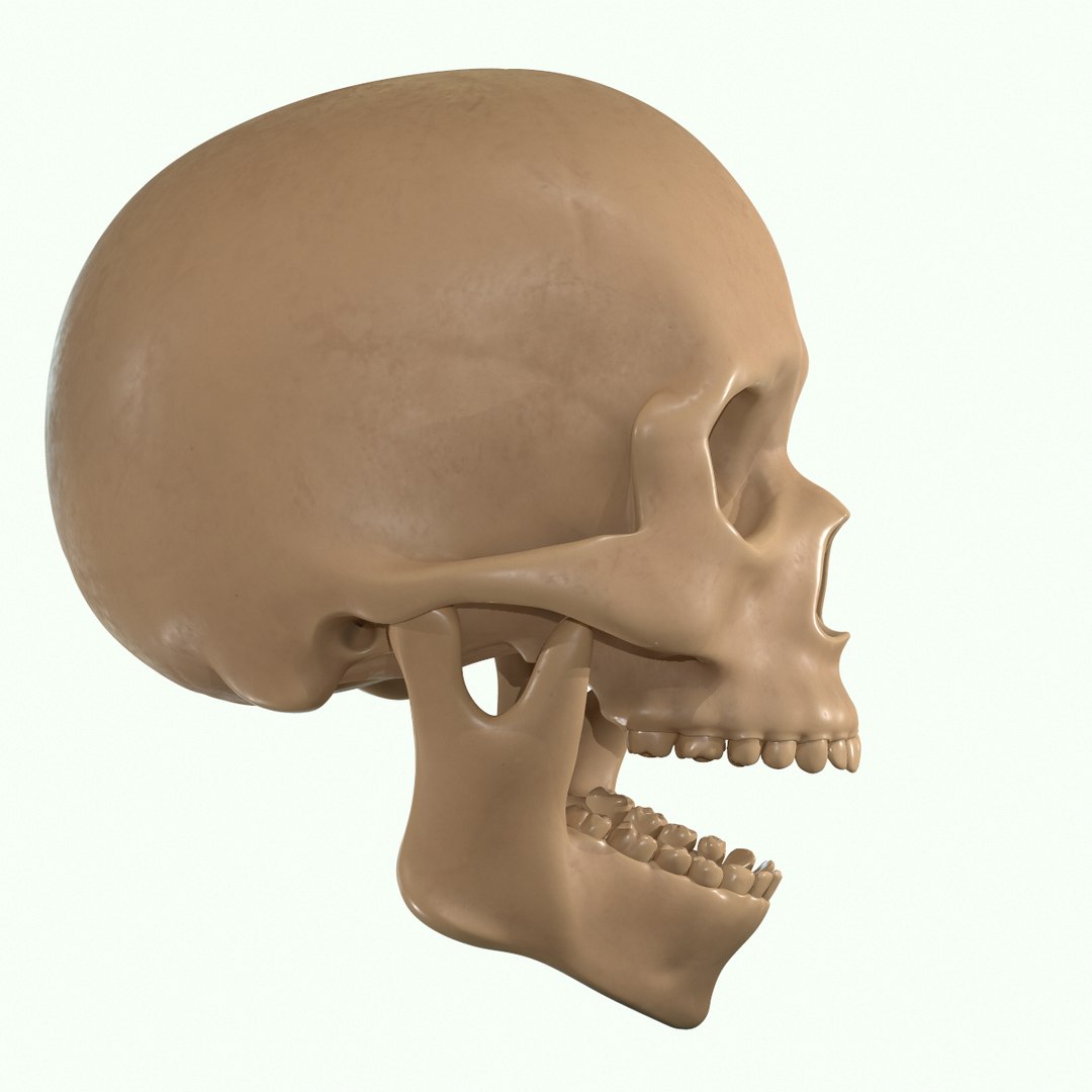 modeled muscles face anatomy 3D https://p.turbosquid.com/ts-thumb/Uo/Ui6HTQ/YbVOLevj/32/png/1560428775/1920x1080/fit_q87/8bdd4f592e2a3d6384f21b4e516c1d907e0beeab/32.jpg
