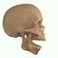 Full Head Muscle Anatomy