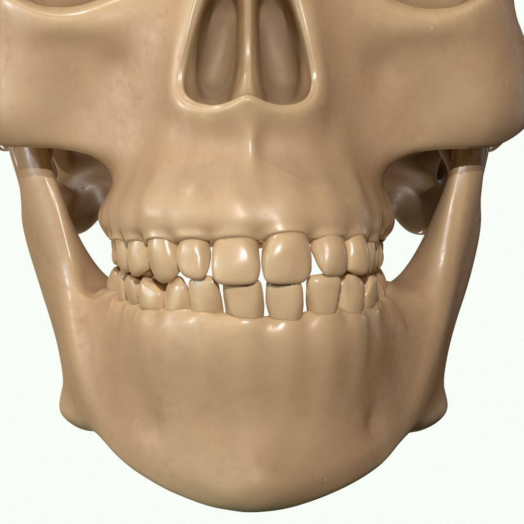 modeled muscles face anatomy 3D https://p.turbosquid.com/ts-thumb/Uo/Ui6HTQ/Z7BseDjN/26/png/1560428775/1920x1080/fit_q87/1dff5d6836578ce45df61d903e1772c779cd5a5d/26.jpg