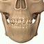 Full Head Muscle Anatomy