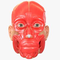 Full Head Muscle Anatomy