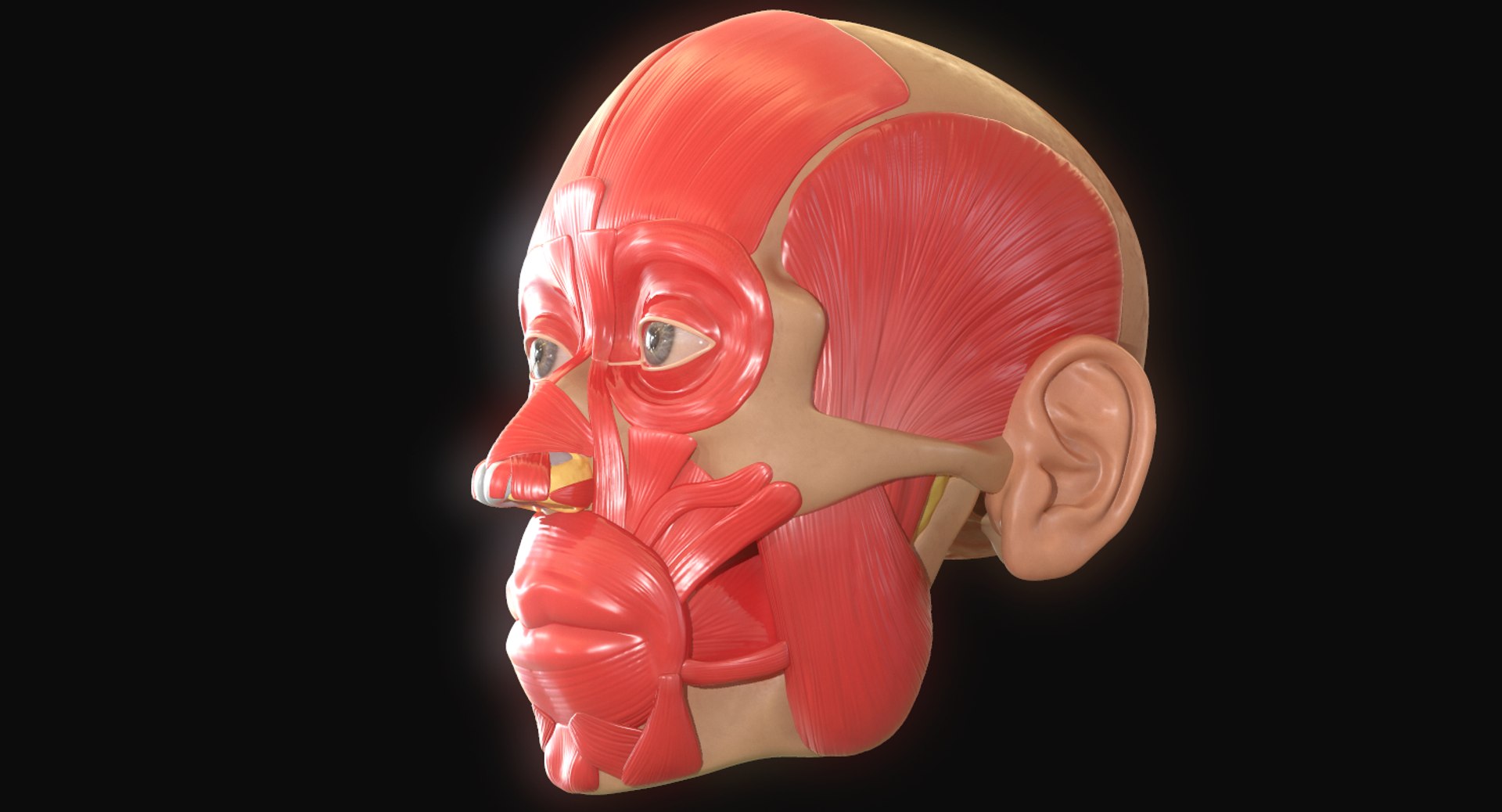 modeled muscles face anatomy 3D https://p.turbosquid.com/ts-thumb/Uo/Ui6HTQ/ZO6HuBtV/13/png/1560440403/1920x1080/fit_q87/1d44827266a6102e70abe7b15f42e1a4182b3694/13.jpg
