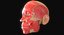 Full Head Muscle Anatomy