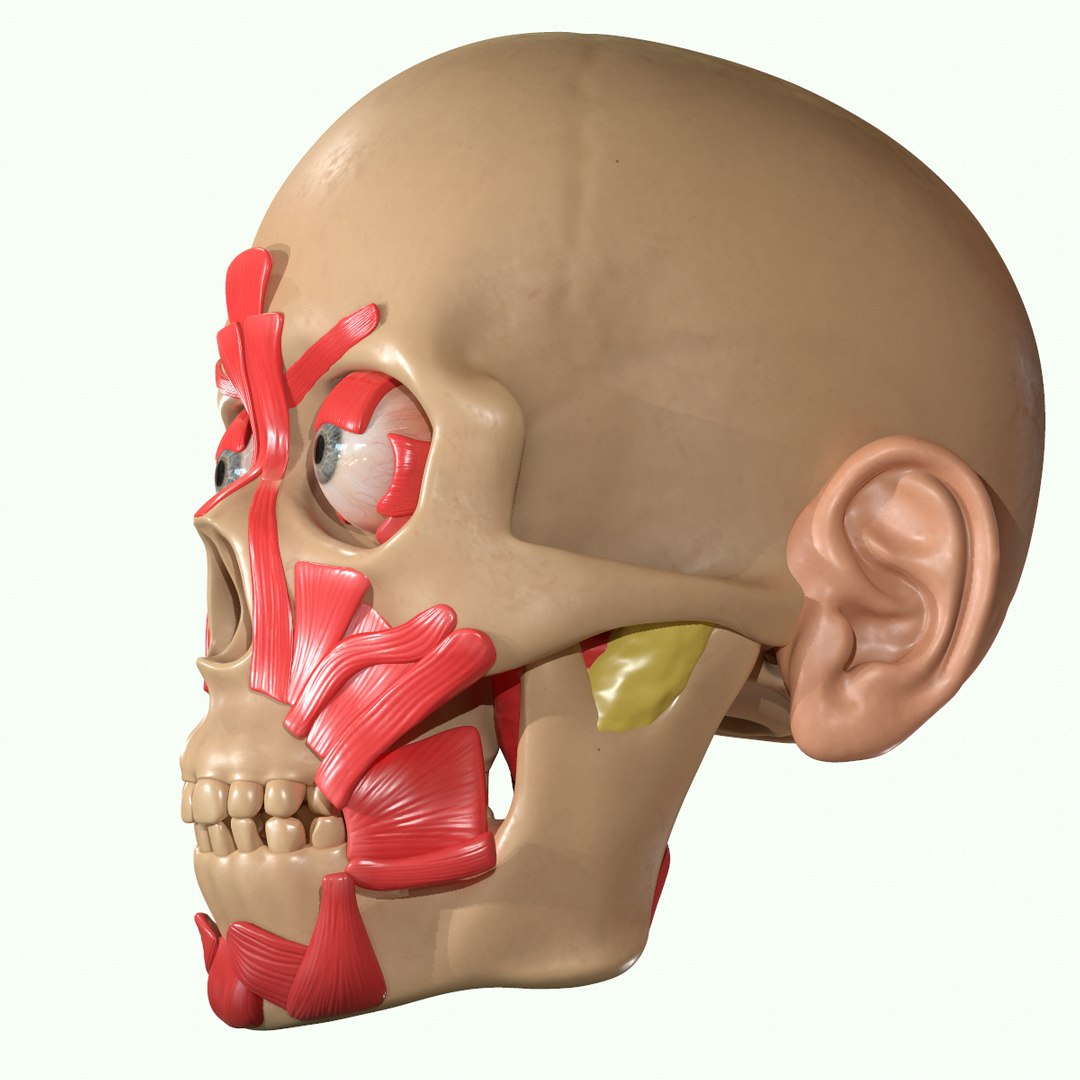 modeled muscles face anatomy 3D https://p.turbosquid.com/ts-thumb/Uo/Ui6HTQ/aHSgObzz/18/png/1560428775/1920x1080/fit_q87/7fb3a946808a8c5d7b00b54d4d23a7be5e676fc7/18.jpg