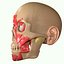 Full Head Muscle Anatomy