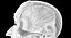 Full Head Muscle Anatomy