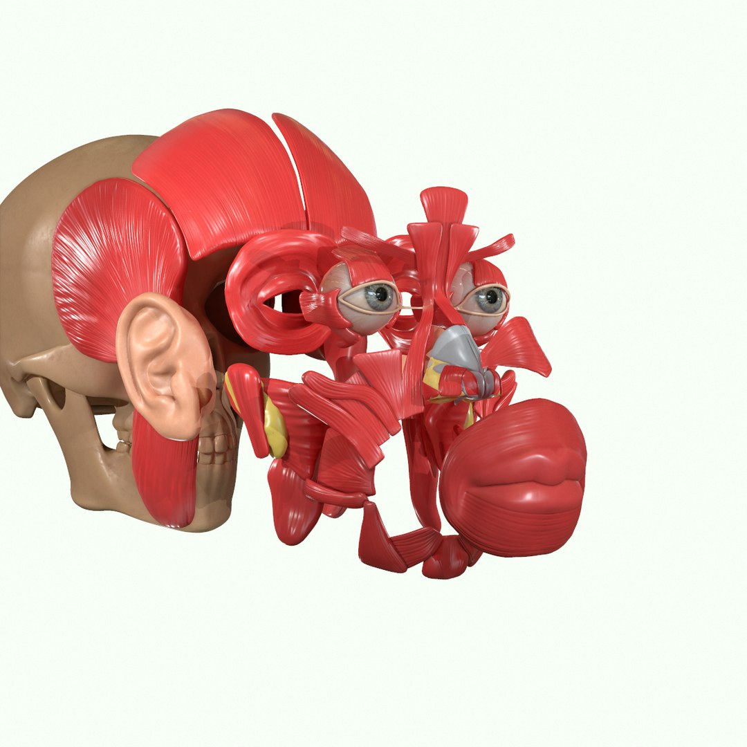 modeled muscles face anatomy 3D https://p.turbosquid.com/ts-thumb/Uo/Ui6HTQ/dZXyg3DU/19/png/1560428775/1920x1080/fit_q87/08cd1daba20ba4902a16dfe6f758e23193328fdc/19.jpg