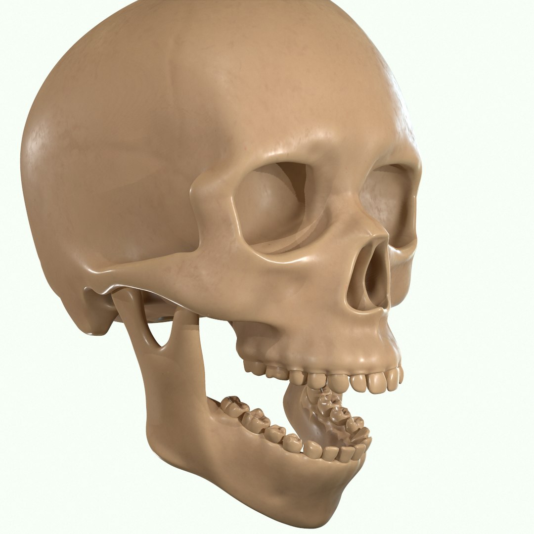 modeled muscles face anatomy 3D https://p.turbosquid.com/ts-thumb/Uo/Ui6HTQ/gnyJ1Ku1/33/png/1560428775/1920x1080/fit_q87/d021c1b45c9a781dcb8d8ad683a1116d3b1eacb8/33.jpg