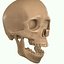 Full Head Muscle Anatomy