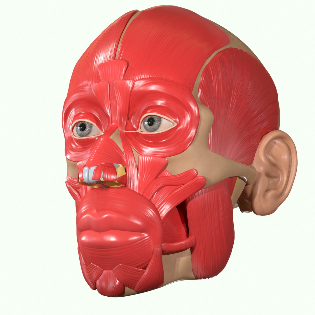 modeled muscles face anatomy 3D https://p.turbosquid.com/ts-thumb/Uo/Ui6HTQ/iNquwl8M/12/png/1560428775/1920x1080/fit_q87/e0ca5ec238ef7706e58b0c69a9c95af12bf8f7d4/12.jpg
