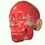 Full Head Muscle Anatomy