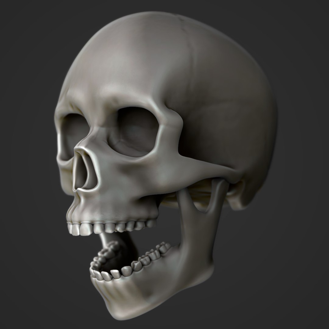 modeled muscles face anatomy 3D https://p.turbosquid.com/ts-thumb/Uo/Ui6HTQ/kSjy5FtF/5/png/1563093355/1920x1080/fit_q87/f44089a48328941adf96623ad240336ce7b25192/5.jpg