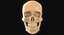 Full Head Muscle Anatomy