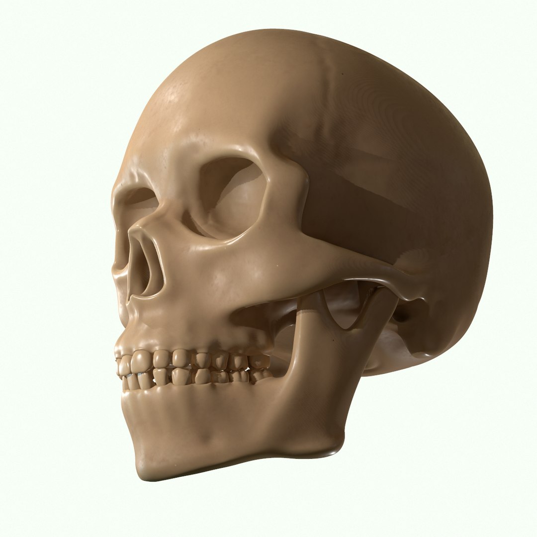 modeled muscles face anatomy 3D https://p.turbosquid.com/ts-thumb/Uo/Ui6HTQ/l6hS2Clt/24/png/1560428775/1920x1080/fit_q87/7990962851d7d647015d37c4675ffb2fc83a0cb1/24.jpg