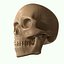 Full Head Muscle Anatomy