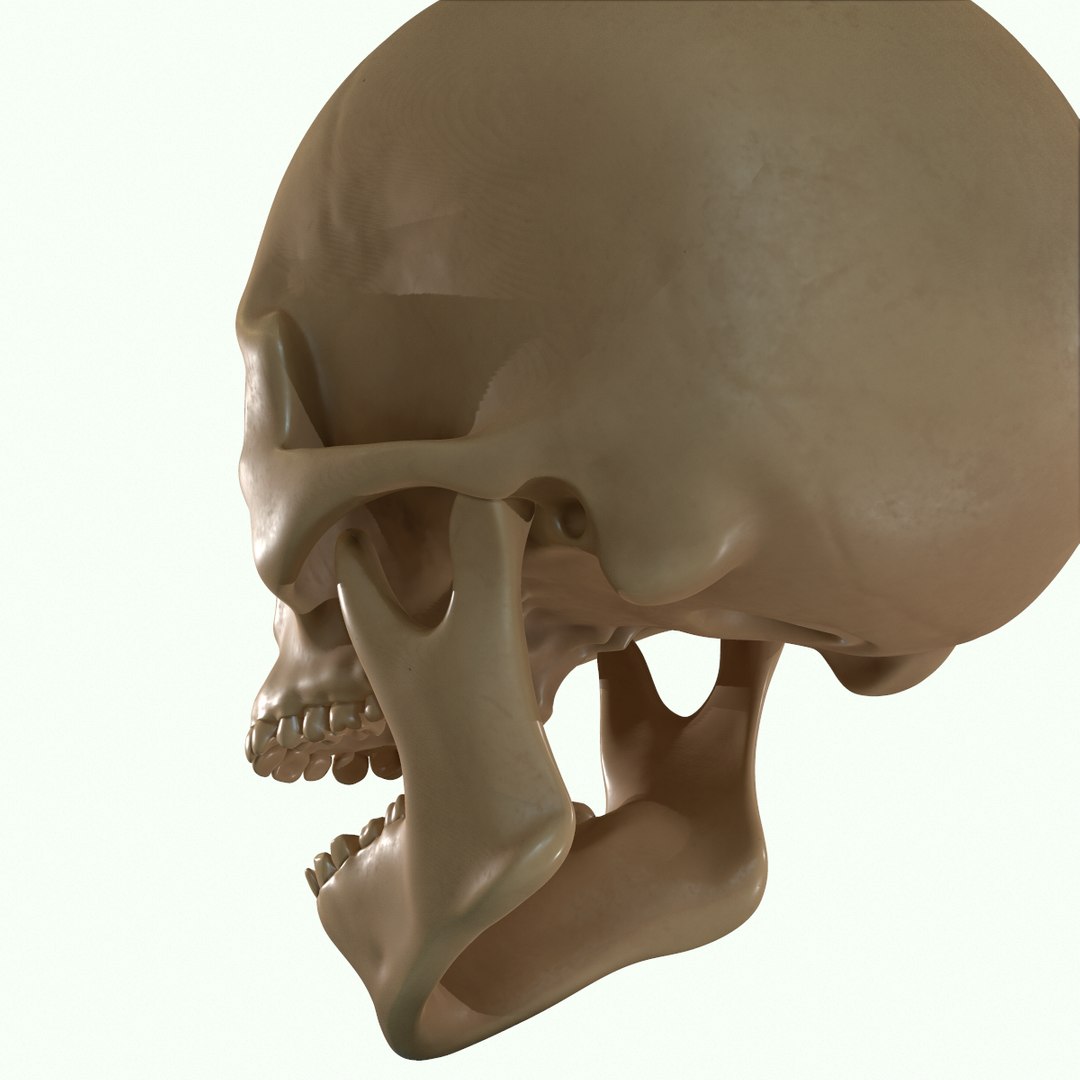 modeled muscles face anatomy 3D https://p.turbosquid.com/ts-thumb/Uo/Ui6HTQ/mVnXUsRC/34/png/1560428775/1920x1080/fit_q87/aa95f0279a3361721e6073d9eab230b4f9102484/34.jpg