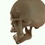 Full Head Muscle Anatomy