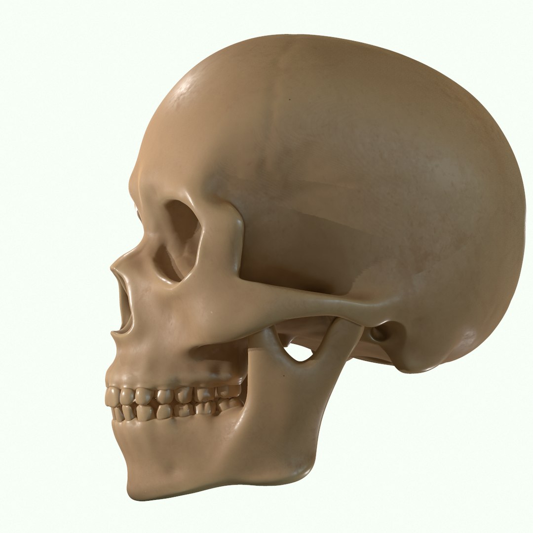 modeled muscles face anatomy 3D https://p.turbosquid.com/ts-thumb/Uo/Ui6HTQ/nArgAkWF/22/png/1560428775/1920x1080/fit_q87/a119567ab918fbf2a4a827dc7ea4fcbe34649b5d/22.jpg