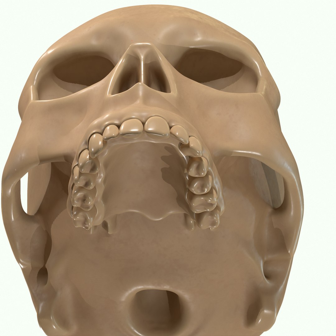 modeled muscles face anatomy 3D https://p.turbosquid.com/ts-thumb/Uo/Ui6HTQ/pHA0qbCH/43/png/1560428775/1920x1080/fit_q87/2cfc1b62e02f31f9ccd013ccb9710b7a24264384/43.jpg