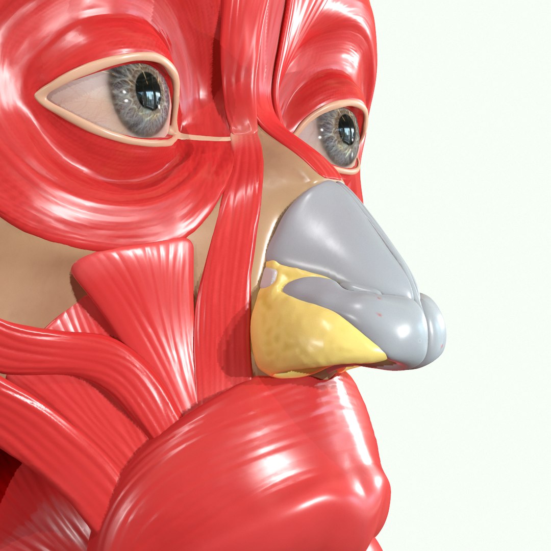 modeled muscles face anatomy 3D https://p.turbosquid.com/ts-thumb/Uo/Ui6HTQ/pe5XRnHB/15/png/1560428775/1920x1080/fit_q87/f7895b9fb25ef4fbc5b1dc0d9516500ec9a97e73/15.jpg