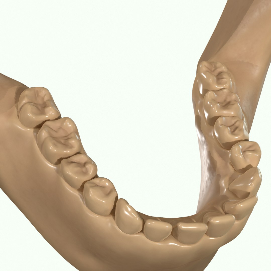 modeled muscles face anatomy 3D https://p.turbosquid.com/ts-thumb/Uo/Ui6HTQ/r9IiuyVA/49/png/1560428776/1920x1080/fit_q87/9f9b6d5277b936782646df7494d26a99a1770ee8/49.jpg