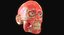 Full Head Muscle Anatomy