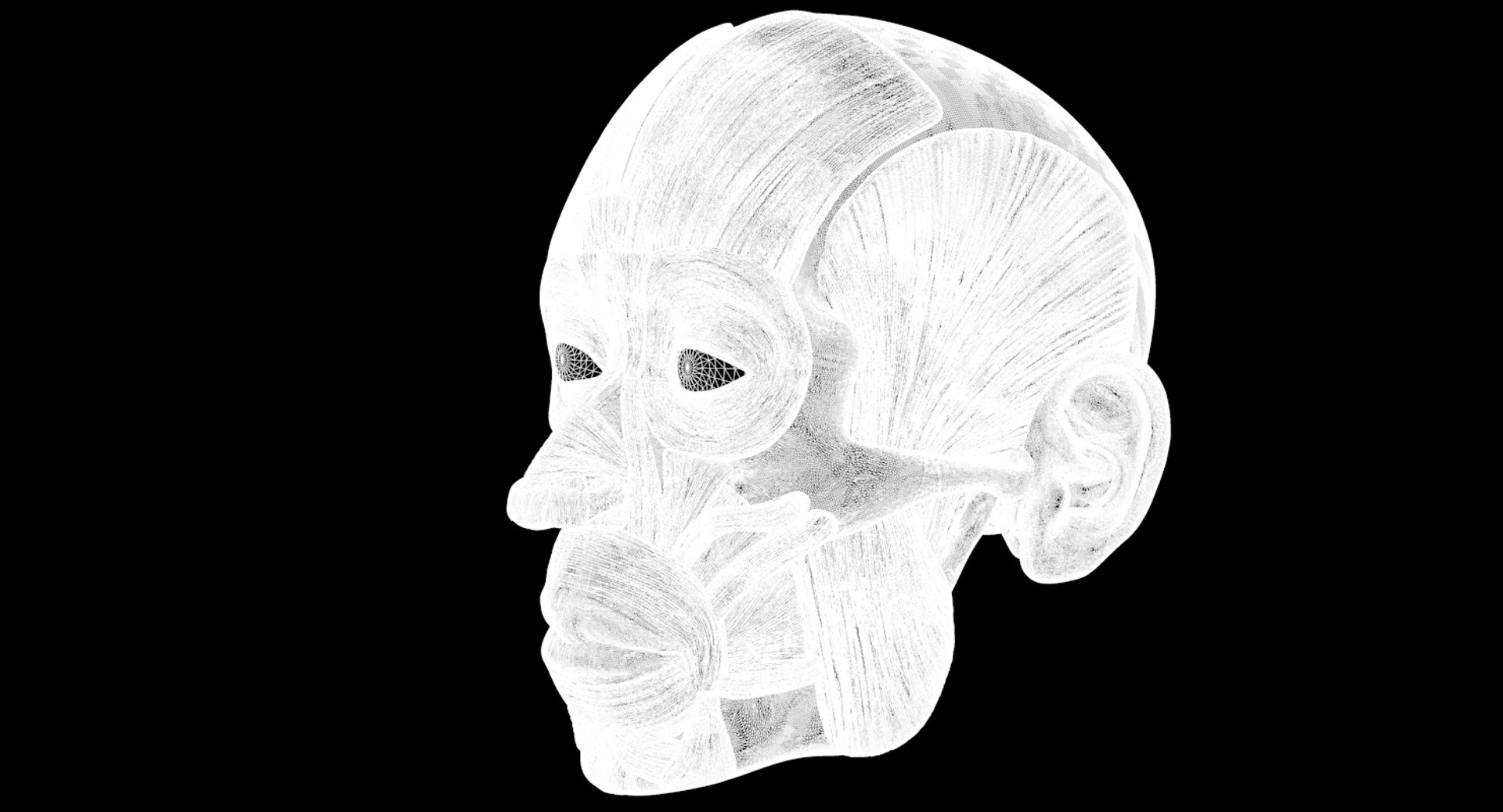 modeled muscles face anatomy 3D https://p.turbosquid.com/ts-thumb/Uo/Ui6HTQ/rfmAtIiU/w1/png/1560428776/1920x1080/fit_q87/812e784dc6e57c5286f644b3abc95183af01e2b3/w1.jpg